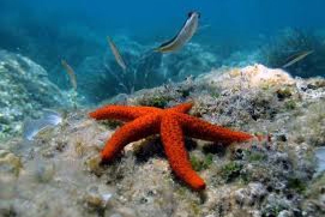 TURCHIA – ambiente invitata a presentare offerta per la gara EuropeAid/135965/IH/SER/TR
